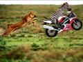 Funny Zebra Racing picture.