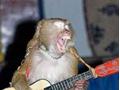 monkey  sing song