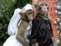 monkey romeo and juliet