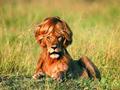 funny lion picture