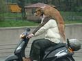 Funny Animal: Mini Bike Dog Rider