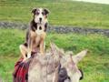 funny dog with donkey