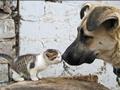 Funny Animals Kissing