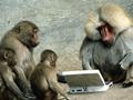Monkeys Technical Work