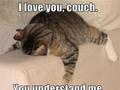 funny-sleeping-cat-picture