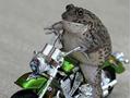 frog rider