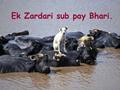 Ek zardari sub pay bhari