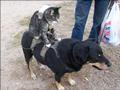 CAT with dog riding