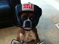 Funny Boxer Dog