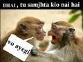 Funny Monkey love