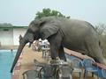 Elephant in Swimming Pool Funny