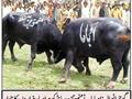 Funny Pakistani bull fight