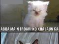 funny cat dialog