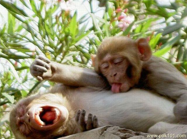 Funny Picture naughty monkeys 