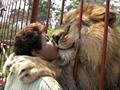 Lion Love Kiss