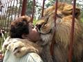Kiss Of A Lion