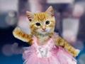 Ballet kitty