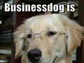 Businessdog