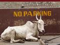 cow in no parking
