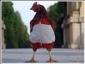 Funny-Chiken-in-Action-Pictures