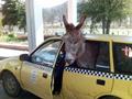 Funny-donkey-in-car