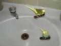 Parrots skating in washbasin