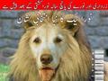 funny pmln and ppp