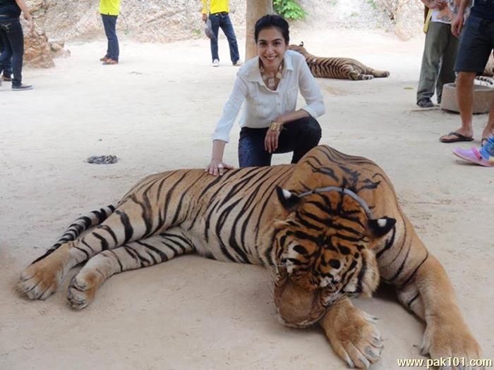 Mansha Pasha -Pakistani Female Television Actress Celebrity