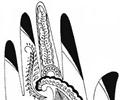 Mehndi For Hands