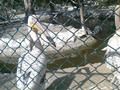 The zoo pics  In Bahawalpur