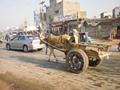 Cow Cart In Bahawalpur