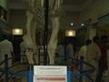 Pakistan Museum of Natural History, Islamabad