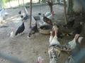 Birds Paradise Shah Allah Ditta, Islamabad (5)