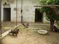 Steppe Eagle, Marghazar Zoo, Islamabad