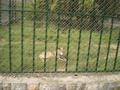 Marghazar Zoo, Islamabad