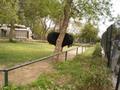 Ostrich (Shutar Murgh), Marghazar Zoo, Islamabad