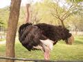 Ostrich (Shutar Murgh), Marghazar Zoo, Islamabad