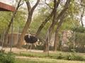Ostrich (Shutar Murgh), Marghazar Zoo, Islamabad