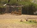 Black Buck, Marghazar Zoo, Islamabad