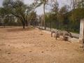 Burchell''s Zebras, Marghazar Zoo, Islamabad