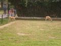 Chinkara, Marghazar Zoo, Islamabad