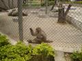 Monkey, Marghazar Zoo, Islamabad