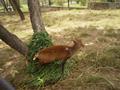 Barking Deer, Marghazar Zoo, Islamabad