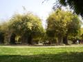 Japanese Park, Islamabad