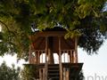 TREE HOUSE