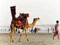 CAmel ride of Karachi
