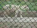 Lahore zoo