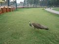 Safari Zoo Raiwind Lahore