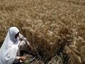 harvests wheat in Lahore, Pakistan