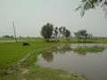 life style of punjab